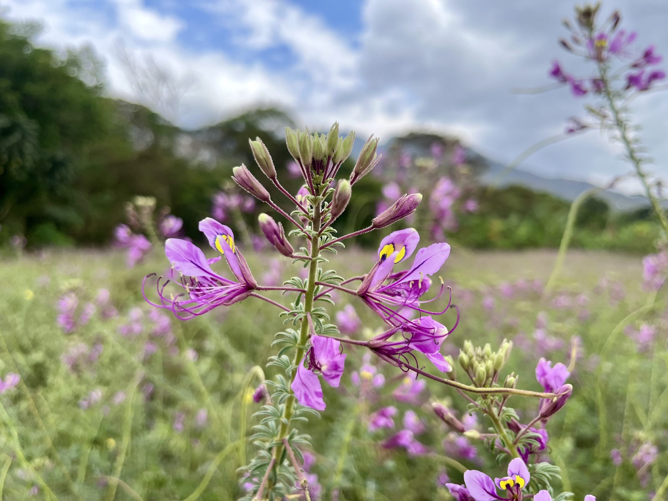 MIS Piranhas swimmers smile at the camera